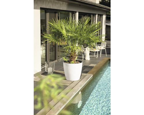 Un palmier dans un pot blanc rond sur un rebord de piscine en bois sur une terrasse moderne et lumineuse.
