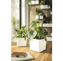 Deux pots de fleurs blancs Lechuza avec auto-arrosage sur une table en bois. Jardin vertical sur un mur en tasseaux de bois en arrière-plan.