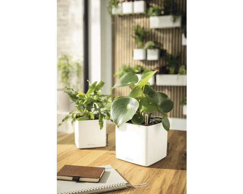 Deux pots de fleurs blancs Lechuza avec auto-arrosage sur une table en bois. Jardin vertical sur un mur en tasseaux de bois en arrière-plan.