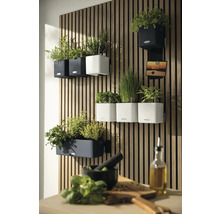 Jardin vertical avec pots avec Lechuza Logo sur un mur en tasseaux de bois dans une cuisine lumineuse et organisée.