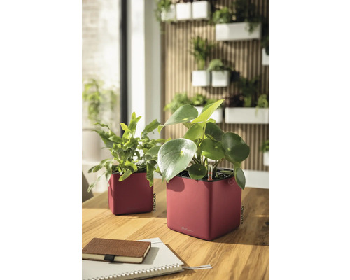 Deux cache-pots carrés rouges avec plantes vertes sur une table en bois devant un mur végétal vertical.