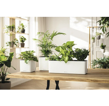 Trois jardinières Lechuza blanches avec diverses plantes d intérieur sur une table en bois clair dans une pièce lumineuse.