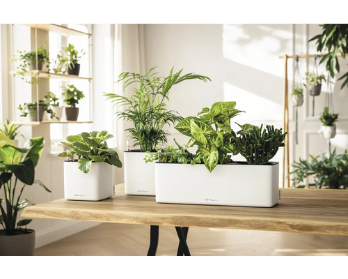 Trois jardinières Lechuza blanches avec diverses plantes d intérieur sur une table en bois clair dans une pièce lumineuse.
