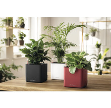 Trois jardinières Lechuza à arrosage automatique sur une table en bois dans une pièce claire avec plantes d'intérieur et indicateurs de niveau.