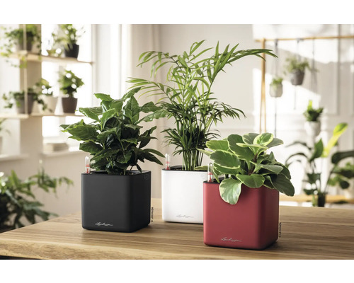 Trois jardinières Lechuza à arrosage automatique sur une table en bois dans une pièce claire avec plantes d'intérieur et indicateurs de niveau.