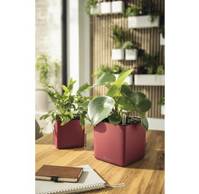 Deux cache-pots carrés rouges avec plantes vertes sur une table en bois devant un mur végétal vertical.