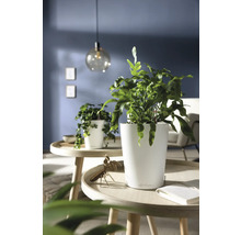 Plante verte dans un pot blanc brillant sur une table ronde en bois dans un salon moderne et lumineux.