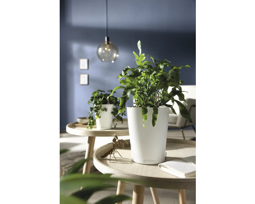 Plante verte dans un pot blanc brillant sur une table ronde en bois dans un salon moderne et lumineux.