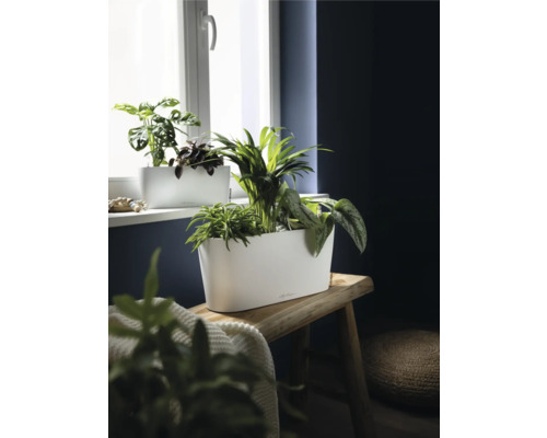 Jardinière allongée blanche avec diverses plantes vertes sur un banc en bois rustique devant une fenêtre, incluant le Lechuza Logo.