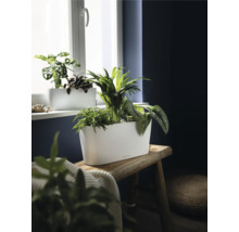 Jardinière allongée blanche avec diverses plantes vertes sur un banc en bois rustique devant une fenêtre, incluant le Lechuza Logo.