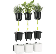 Système pour herbes Lechuza avec arrosage par mèche, inserts noirs avec indicateur de niveau d'eau et pots muraux blancs.