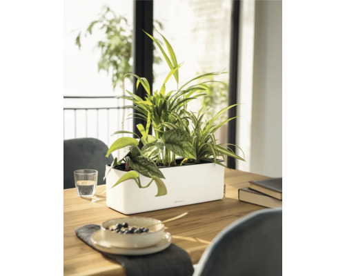 Jardinière Lechuza blanche en plastique avec des plantes d intérieur sur une table en bois clair dans une pièce lumineuse et moderne.