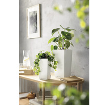 Deux cache-pots carrés blancs en plastique avec des plantes d'intérieur vertes sur une console en bois clair dans une pièce lumineuse.