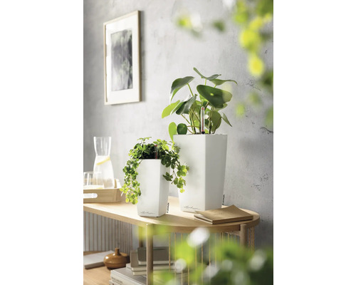 Deux cache-pots carrés blancs en plastique avec des plantes d'intérieur vertes sur une console en bois clair dans une pièce lumineuse.
