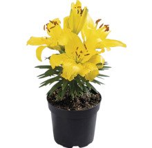 Lys jaune dans un pot en plastique noir avec des feuilles vertes.