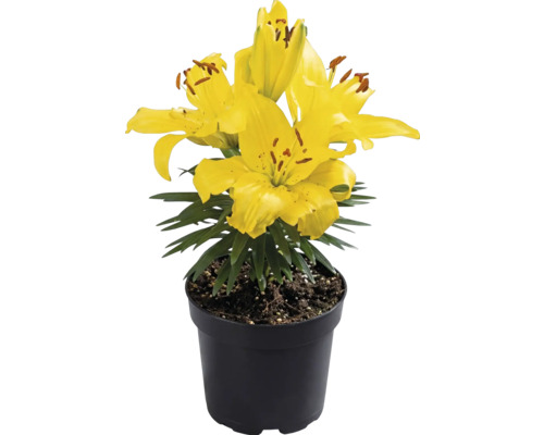 Lys jaune dans un pot en plastique noir avec des feuilles vertes.
