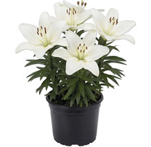 Lys blancs dans un pot en plastique noir