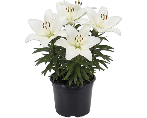 Lys blancs dans un pot en plastique noir