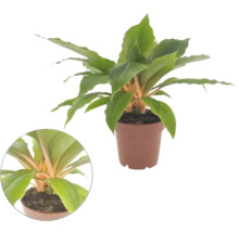 Plante d intérieur Chlorophytum amaniense Fire Flash avec des tiges orange vif et des feuilles vertes dans un pot de culture.