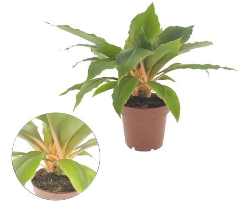 Plante d intérieur Chlorophytum amaniense Fire Flash avec des tiges orange vif et des feuilles vertes dans un pot de culture.