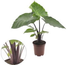 Plante d interieur Alocasia avec de grandes feuilles vertes et des tiges sombres dans un pot marron avec un gros plan des tiges.