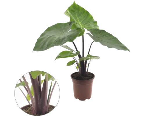 Plante d interieur Alocasia avec de grandes feuilles vertes et des tiges sombres dans un pot marron avec un gros plan des tiges.