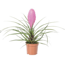 Tillandsia cyanea plante d intérieur avec inflorescence rose dans un pot en plastique marron.