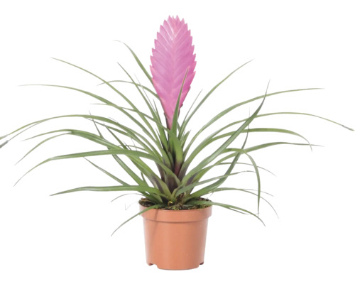 Tillandsia cyanea plante d intérieur avec inflorescence rose dans un pot en plastique marron.
