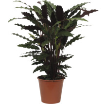 Plante d'intérieur Calathea rufibarba aux feuilles ondulées dans un pot en plastique marron