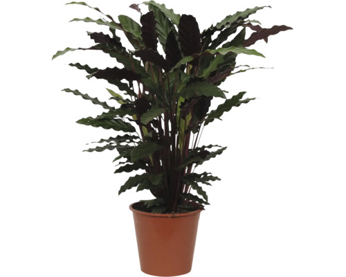 Plante d'intérieur Calathea rufibarba aux feuilles ondulées dans un pot en plastique marron
