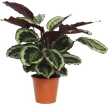 Plante d'intérieur Calathea en pot en plastique de couleur terre cuite avec feuilles à motifs.