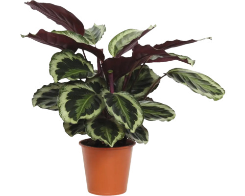 Plante d'intérieur Calathea en pot en plastique de couleur terre cuite avec feuilles à motifs.