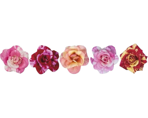 Cinq fleurs de roses différentes avec divers motifs et formes de pétales.