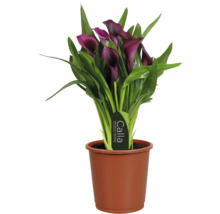 Calla Zantedeschia plante d intérieur avec des fleurs violet foncé et des feuilles vertes dans un pot de culture marron.