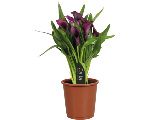 Calla Zantedeschia plante d intérieur avec des fleurs violet foncé et des feuilles vertes dans un pot de culture marron.