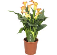 Plante d’intérieur Calla Zantedeschia avec fleurs jaunes et feuilles vertes tachetées dans un pot en plastique marron.