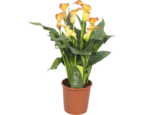 Plante d’intérieur Calla Zantedeschia avec fleurs jaunes et feuilles vertes tachetées dans un pot en plastique marron.