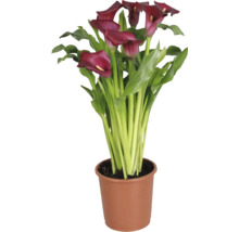 Zantedeschia Calla Lily avec des fleurs rouge foncé et des feuilles vertes dans un pot en plastique marron.