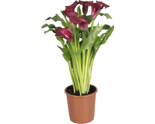 Zantedeschia Calla Lily avec des fleurs rouge foncé et des feuilles vertes dans un pot en plastique marron.