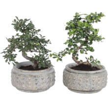 Deux bonsaïs dans des pots ronds en grès structuré.