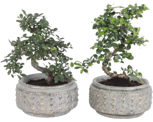 Deux bonsaïs dans des pots ronds en grès structuré.