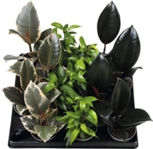 Assortiment de différentes plantes d'intérieur Ficus en pots, telles que le caoutchouc et le figuier pleureur, dans un plateau en plastique.