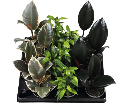 Assortiment de différentes plantes d'intérieur Ficus en pots, telles que le caoutchouc et le figuier pleureur, dans un plateau en plastique.