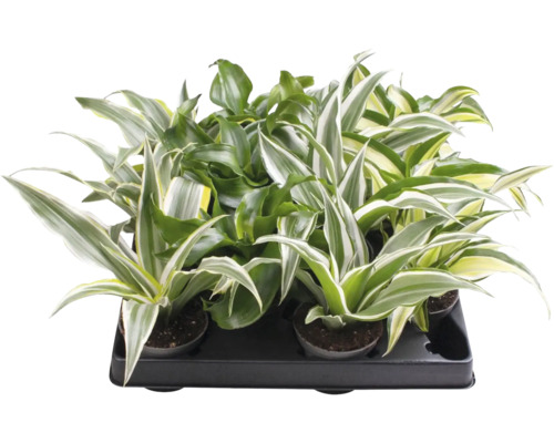 Mélange de dracaenas aux feuilles multicolores dans un plateau de transport noir.