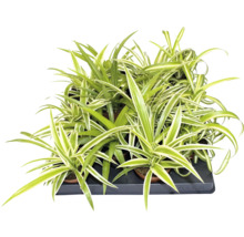 Plante araignée Chlorophytum comosum dans un plateau de culture avec des feuilles vertes et blanches.