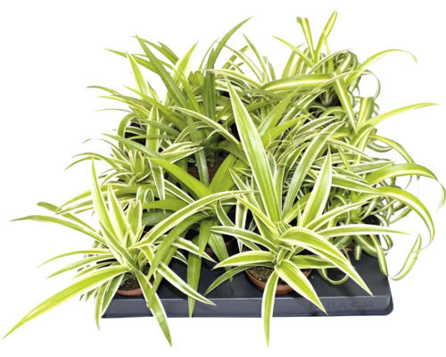 Plante araignée Chlorophytum comosum dans un plateau de culture avec des feuilles vertes et blanches.