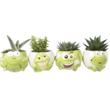 Quatre mini plantes succulentes différentes dans des pots en céramique en forme de grenouilles aux expressions variées.