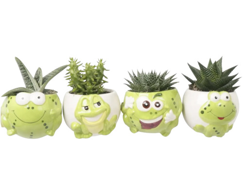 Quatre mini plantes succulentes différentes dans des pots en céramique en forme de grenouilles aux expressions variées.