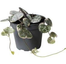 Plante d intérieur Ceropegia woodii aux feuilles en forme de cœur gris argenté dans un pot en plastique gris foncé.