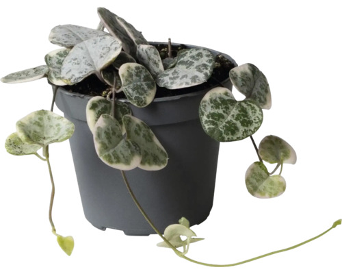Plante d intérieur Ceropegia woodii aux feuilles en forme de cœur gris argenté dans un pot en plastique gris foncé.